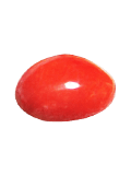 珊瑚