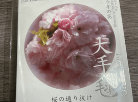 桜の通り抜け2006年貨幣セットなど複数点