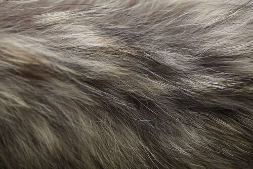 アライグマで有名なラクーン毛皮の魅力と注意点