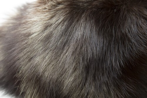 アライグマで有名なラクーン毛皮の魅力と注意点